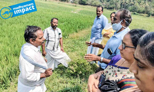 തെഞ്ചേരി പാടത്തെ ഓലകരിച്ചിൽ; നെല്ല് ഗവേഷക സംഘം സന്ദർശിച്ചു