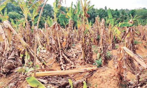 കൊ​ടും വ​ര​ൾ​ച്ച​യി​ൽ ക​രി​ഞ്ഞു​ണ​ങ്ങി വാ​ഴ​ക​ൾ