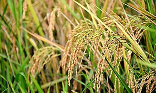 സപ്ലൈകോ സംഭരിച്ചത് 5.59 ലക്ഷം മെട്രിക് ടൺ നെല്ല് സപ്ലൈകോ സംഭരിച്ചത് 5.59 ലക്ഷം മെട്രിക് ടൺ നെല്ല്