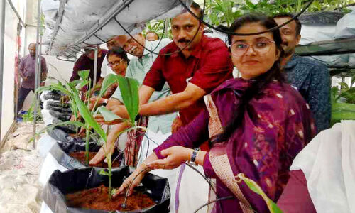 പോളി ഹൗസ് കസ്തൂരിമഞ്ഞൾ കൃഷിയുമായി യുവകർഷകർ പോളി ഹൗസ് കസ്തൂരിമഞ്ഞൾ കൃഷിയുമായി യുവകർഷകർ