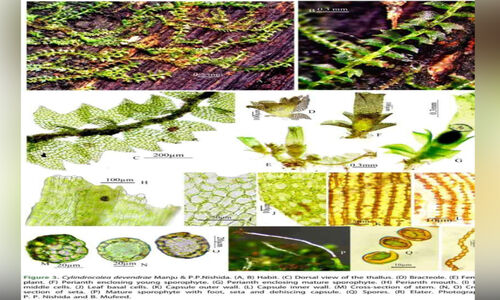 ‘സിലിഡ്രോകോളിയ ദേവേന്ദ്രിയ’ പുതിയ അപുഷ്പിത സസ്യം