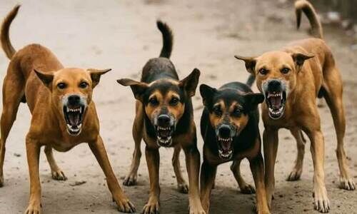 തെരുവുനായ്ക്കൾക്ക് അഭയകേന്ദ്രം; പിടിച്ച് നൽകിയാൽ 500 രൂപ