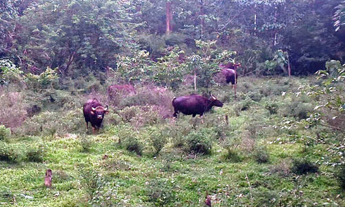 കുളത്തൂപ്പുഴയിൽ കാട്ടുപോത്തുകളെ ഭയന്ന് ജനം കുളത്തൂപ്പുഴയിൽ കാട്ടുപോത്തുകളെ ഭയന്ന് ജനം