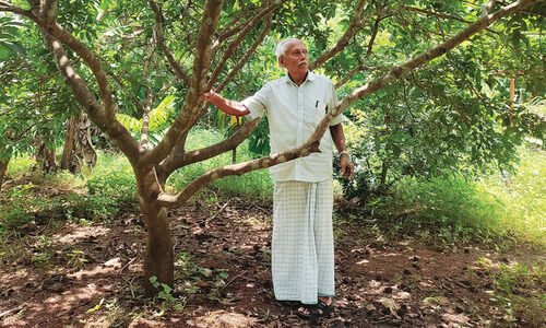 പൊതു ഇടങ്ങളിൽ മരങ്ങളും ചെടികളും വെച്ചുപിടിപ്പിക്കുന്നത് വിനോദമാക്കിയ മാവൂരിന്‍റെ സ്വന്തം ‘ചെടിക്കാക്ക’