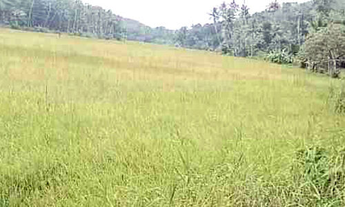 നഗരൂരിന്റെ നെല്ലറയായ ചിന്ത്രനെല്ലൂരിൽ നെൽകൃഷി അന്യമായി നഗരൂരിന്റെ നെല്ലറയായ ചിന്ത്രനെല്ലൂരിൽ നെൽകൃഷി അന്യമായി