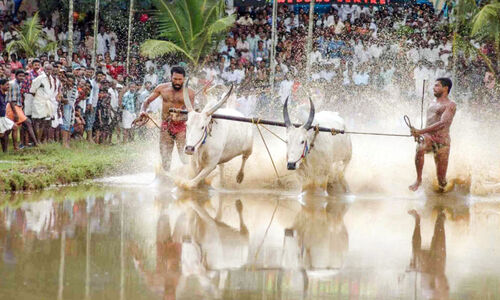 ആനന്ദപ്പള്ളി മരമടിക്ക് സാധ്യതയേറി