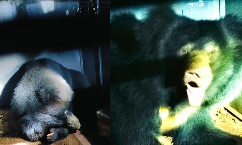 തേൾപ്പാറയിൽ ഭീതി പരത്തിയ കരടി വനം വകുപ്പിന്റെ കെണിയിലായി തേൾപ്പാറയിൽ ഭീതി പരത്തിയ കരടി വനം വകുപ്പിന്റെ കെണിയിലായി