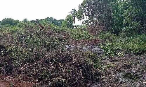 ക​ണ്ട​ൽ വ​ന​ങ്ങ​ൾ വ്യാ​പ​ക​മാ​യി ന​ശി​പ്പി​ക്കു​ന്നു