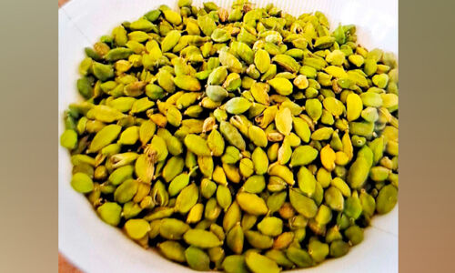 ഏലക്കയുടെ ഓൺലൈൻ ലേലത്തിൽ വ്യാപക അട്ടിമറി