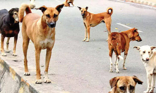 ഇ​തെ​ന്ത് ക്രൂ​ര​ത? ക​ണ്ണൂ​രി​ൽ ക​ണ്ണീ​രാ​യി ഹ​രി​ത്ത്