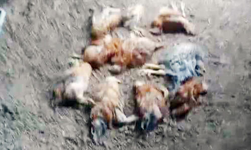 ഫാമിലെ കോഴികൾ ചത്തതിൽ ദുരൂഹത