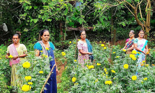 പൂ കൃ​ഷി​യി​ൽ പെ​ൺ​പ​ട​ക്ക് നൂ​റു​മേ​നി വി​ജ​യ​ത്തി​ള​ക്കം