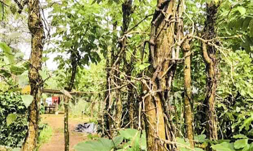 കഞ്ഞിക്കുഴിയിൽ കുരുമുളകിന്​ മഞ്ഞളിപ്പ് രോഗം