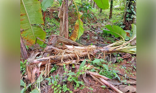 പന്തിരിക്കരയിൽ കാട്ടുപന്നി ശല്യം രൂക്ഷം