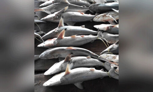 മീൻപിടിത്തത്തിൽ നിയന്ത്രണം; സ്രാവുകളുടെ സംരക്ഷണത്തിന് ദേശീയ സ്രാവ് സംരക്ഷണ പദ്ധതി മീൻപിടിത്തത്തിൽ നിയന്ത്രണം; സ്രാവുകളുടെ സംരക്ഷണത്തിന് ദേശീയ സ്രാവ് സംരക്ഷണ പദ്ധതി