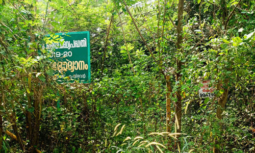 പ​രി​പാ​ല​നം നി​ന്നി​ട്ട് വ​ർ​ഷ​ങ്ങ​ൾ... ശ​ല​ഭ​ങ്ങ​ളെ ആ​ക​ർ​ഷി​ക്കാ​തെ ഉ​ദ്യാ​നം