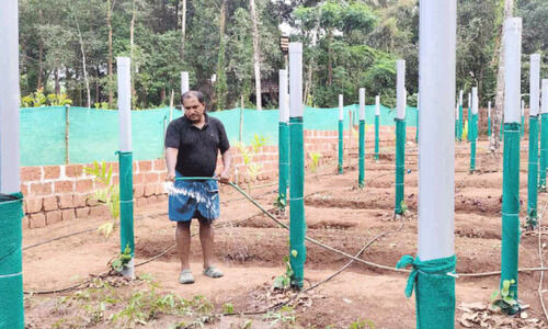 വിയറ്റ്നാം മോഡൽ കുരുമുളക് കൃഷിയുമായി ബൈജു