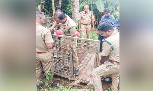 വീണ്ടും പുലി; പാക്കണ്ടത്ത് കൂട് സ്ഥാപിച്ചു