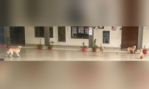 ഏതു നിമിഷവും കടി വീഴാം; തെരുവുനായ ഭീതിയിൽ പാലാ