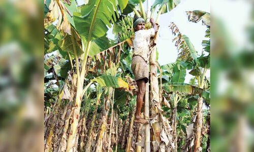 കൂലിപ്പണിക്കായി വന്ന ഒഡിഷക്കാരൻ സുക്രു; ഇന്ന് രണ്ടേക്കറിൽ പൊന്ന് വിളയിക്കുന്ന കൃഷിക്കാരൻ കൂലിപ്പണിക്കായി വന്ന ഒഡിഷക്കാരൻ സുക്രു; ഇന്ന് രണ്ടേക്കറിൽ പൊന്ന് വിളയിക്കുന്ന കൃഷിക്കാരൻ