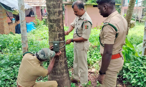 അത്തോളി കൂമുള്ളിയിൽ കടുവയെ കണ്ടതായി സംശയം അത്തോളി കൂമുള്ളിയിൽ കടുവയെ കണ്ടതായി സംശയം