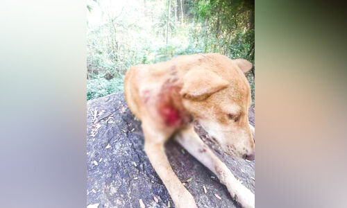 മണ്ണാർമലയിൽ വീണ്ടും പുലി? വളർത്തുനായ് കഴുത്തിൽ കടിയേറ്റ നിലയിൽ മണ്ണാർമലയിൽ വീണ്ടും പുലി? വളർത്തുനായ് കഴുത്തിൽ കടിയേറ്റ നിലയിൽ