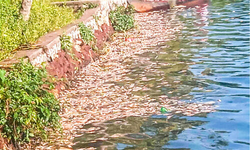 അഷ്ടമുടി കായലിൽ മത്സ്യങ്ങൾ ചത്തുപൊങ്ങി