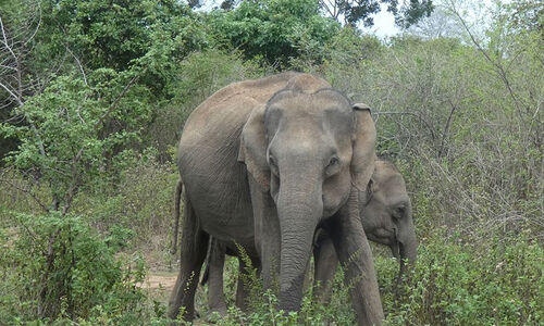 ആറളത്ത് വീടിന് നേരെ വീണ്ടും കാട്ടാന അക്രമം ആറളത്ത് വീടിന് നേരെ വീണ്ടും കാട്ടാന അക്രമം