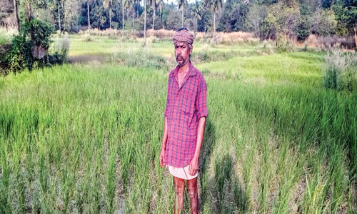 കനാലിലെ തടസ്സം: പാടശേഖരം ഉണക്കുഭീഷണി നേരിടുന്നു കനാലിലെ തടസ്സം: പാടശേഖരം ഉണക്കുഭീഷണി നേരിടുന്നു