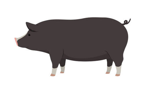 പട്ടാമ്പിയിൽ പ​ന്നി​ക​ളെ കൊ​ല്ലാ​ൻ വ​നം വ​കു​പ്പ്