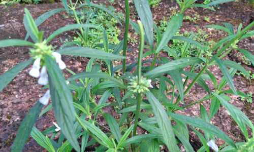 ഇ​ന്ന് ചി​ത്തി​ര: ഒ​രു​ക്കാം തു​മ്പ​പ്പൂ​കൊ​ണ്ടൊരു പൂ​ക്ക​ളം