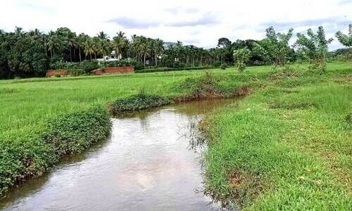 നെൽകർഷകർക്ക് ആശ്വാസമായി കക്കാടം തോട് നവീകരണ സാധ്യത തെളിയുന്നു