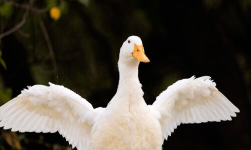 പക്ഷിപ്പനി; സ്​നോവൈറ്റ്​ താറാവിനത്തിന്​ വംശനാശം