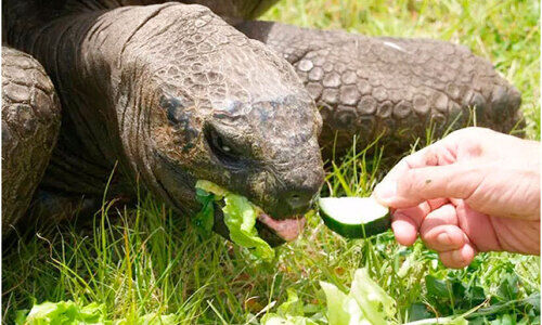ജൊനാഥൻ, വയസ്സ് 191 ജൊനാഥൻ, വയസ്സ് 191