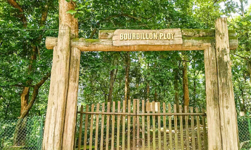 ബോഡിലോൺ തേക്ക് പ്ലോട്ടിലെ കൗതുക കാഴ്ചകൾ എന്ന്​ കാണാനാകും?