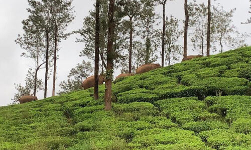 മേപ്പാടി ടൗണിനടുത്ത് കാട്ടാനക്കൂട്ടം മേപ്പാടി ടൗണിനടുത്ത് കാട്ടാനക്കൂട്ടം
