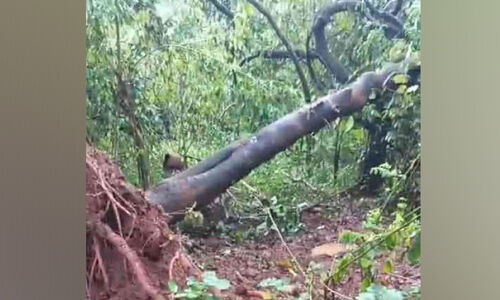 അടങ്ങാതെ ആനക്കലി; ആറളം ഫാം പുനരധിവാസ മേഖലയിലെ കാട്ടാനകളുടെ പരാക്രമം അടങ്ങാതെ ആനക്കലി; ആറളം ഫാം പുനരധിവാസ മേഖലയിലെ കാട്ടാനകളുടെ പരാക്രമം
