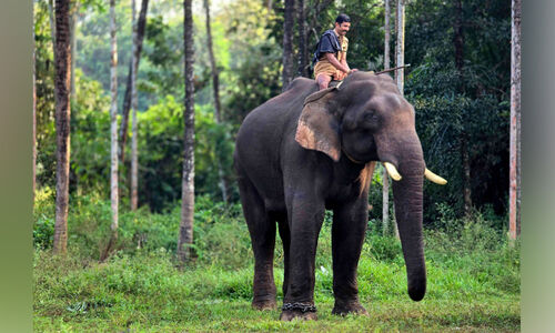 കോന്നി സുരേന്ദ്രനും വിക്രമുമെത്തി; കിണറ്റിൽ വീണ കൊമ്പനെ ഉൾവനത്തിലേക്ക് തുരത്തും