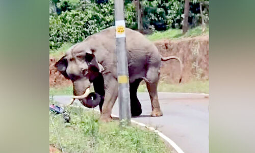 കാ​ട്ടി​ക്കു​ളം-​പ​ന​വ​ല്ലി റോ​ഡി​ൽ കാ​ട്ടാ​ന ഭീ​തി