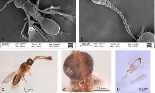 ഇൻഡോപ്രിയയുടെ തീർഥ