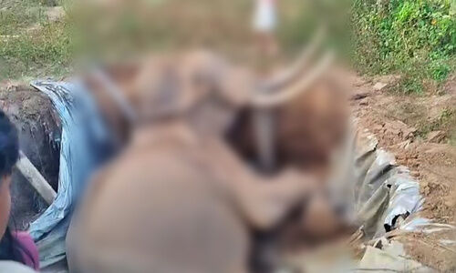 മൂത്തേടത്ത് ചെരിഞ്ഞ കൊമ്പന്റെ ശരീരത്തില്‍ ലോഹഭാഗം;  വെ​ടി​യേ​റ്റി​രു​ന്ന​താ​യി സൂ​ച​ന