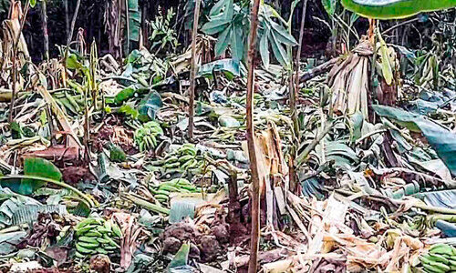 വന്യമൃഗ ഭീതിയിൽ പകച്ച് കർഷകർ വന്യമൃഗ ഭീതിയിൽ പകച്ച് കർഷകർ