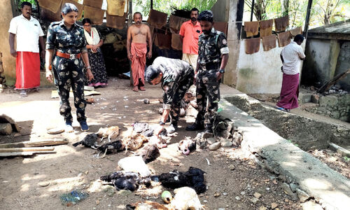 പന്നിമലയിൽ അജ്ഞാതജീവി വളര്‍ത്തുകോഴികളെ കൊന്നു