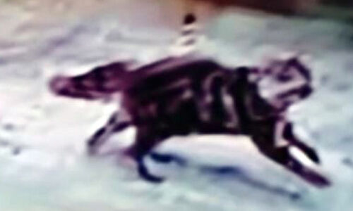 പുലിപ്പേടിയിൽ നേമം; കാമറ സ്ഥാപിച്ച് വനംവകുപ്പ്