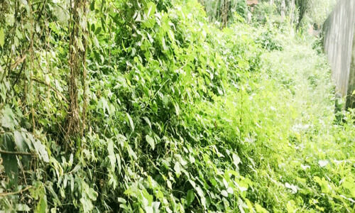 ദുരിതാശ്വാസ നിധിയിലേക്ക് നൽകിയ ഭൂമി കാടുകയറി നശിക്കുന്നു