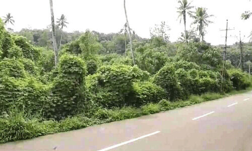 റാന്നിയിൽ സംരംഭങ്ങൾക്കായി വിട്ടുനൽകിയ ഭൂമി കാടുകയറി റാന്നിയിൽ സംരംഭങ്ങൾക്കായി വിട്ടുനൽകിയ ഭൂമി കാടുകയറി