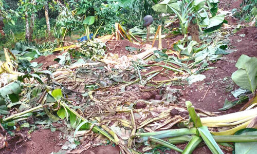 ഓടക്കയത്ത് ജനവാസ മേഖലയിൽ വീണ്ടും കാട്ടാനക്കൂട്ടം ഏക്കർ കണക്കിന് കൃഷി നശിപ്പിച്ചു