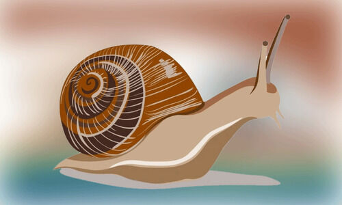 ആഫ്രിക്കൻ ഒച്ച് ഏലം തിന്നുമുടിക്കുന്നു; കർഷകർ അങ്കലാപ്പിൽ