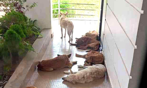 തെരുവുനായ ശല്യം രൂക്ഷം; കടുവയിൽ മേഖലയിൽ നാലു പേർക്ക് കടിയേറ്റു തെരുവുനായ ശല്യം രൂക്ഷം; കടുവയിൽ മേഖലയിൽ നാലു പേർക്ക് കടിയേറ്റു