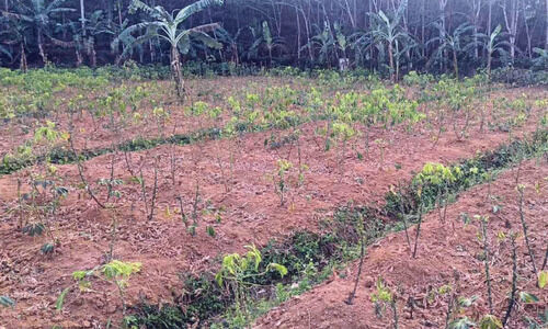 മരച്ചീനിയിൽ ഫംഗസ് ബാധ; ചടയമംഗലത്ത് കർഷകർ ദുരിതത്തിൽ